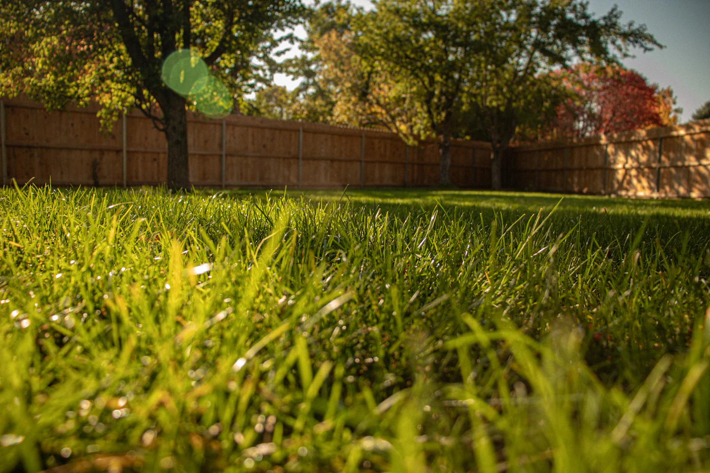 Editorial image for Common Mistakes People Make With Caring For A Small Backyard Lawn And What To Do Instead