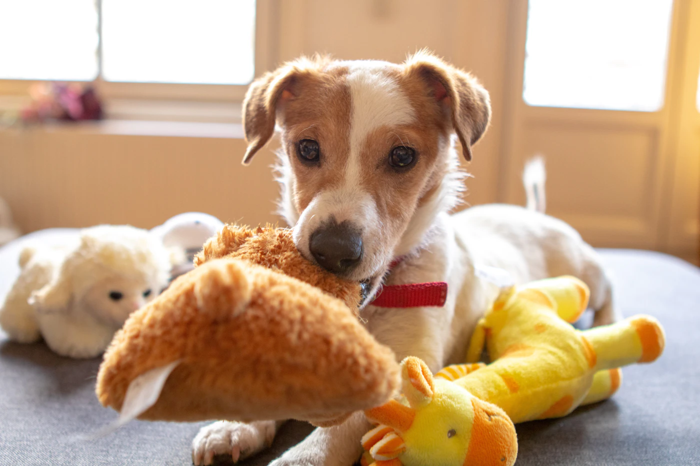 Editorial image for A Practical, No-Nonsense Guide To Keeping A Dog Entertained Indoors