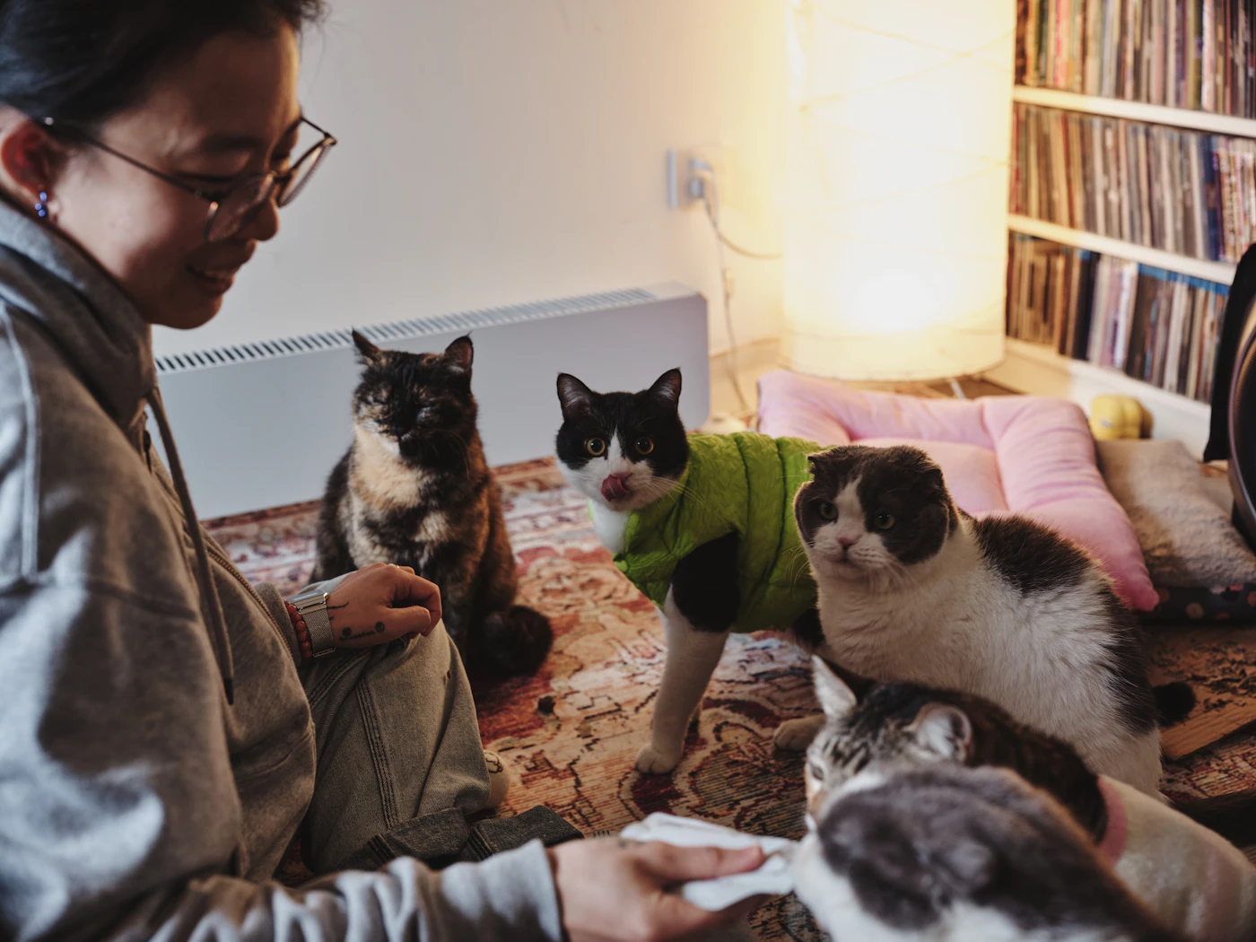 Editorial image for Simple Ways To Make Organizing Multi-Pet Feeding Times Easier And Less Frustrating