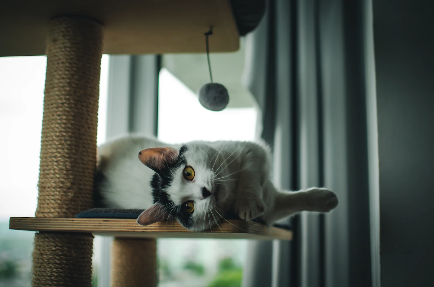 Editorial image for How To Handle Helping An Indoor Cat Stay Active When Space Is Limited
