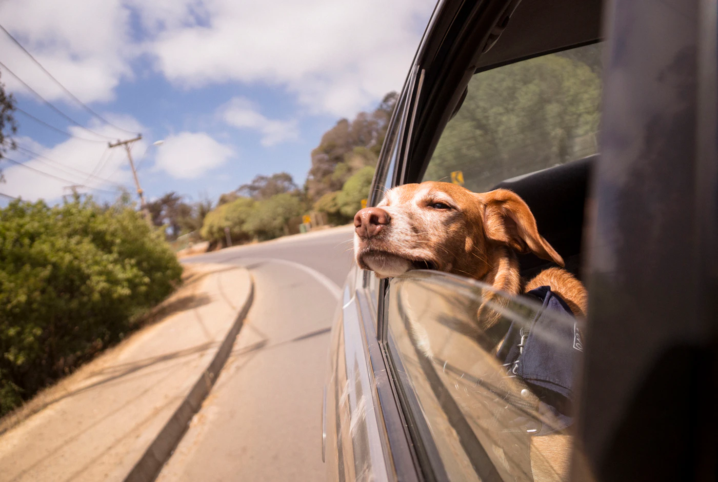 Editorial image for What To Know Before You Start Making Car Rides Calmer For A Dog