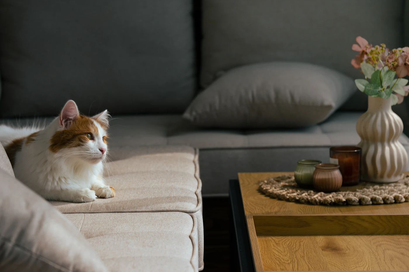 Editorial image for A Realistic Routine For Keeping A Pet-Friendly Home Tidy That Is Easy To Maintain