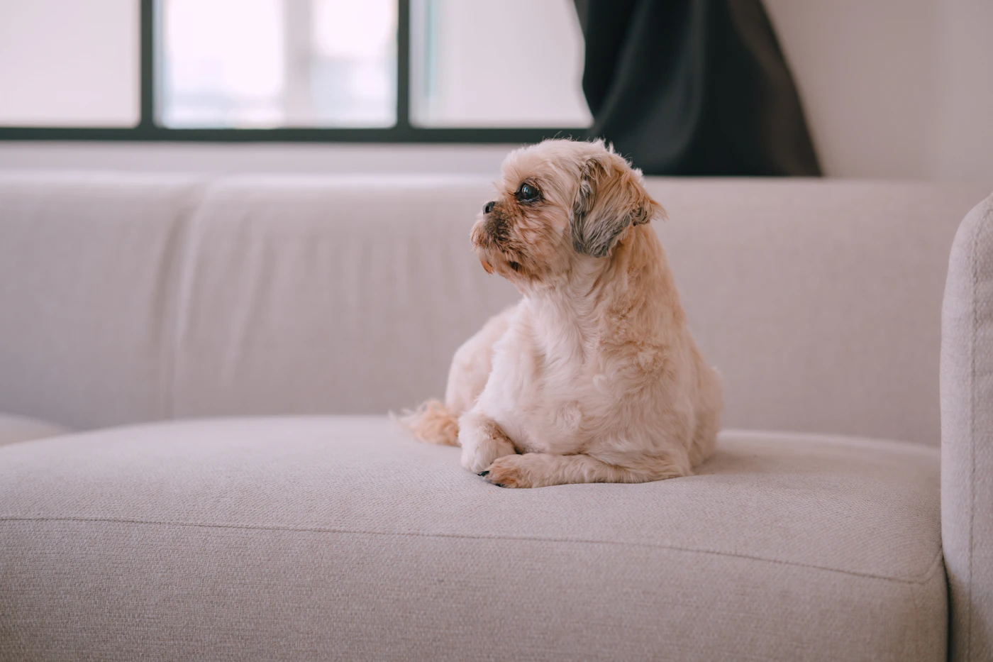 Editorial image for Common Mistakes People Make With Managing Pet Hair On Furniture And What To Do Instead