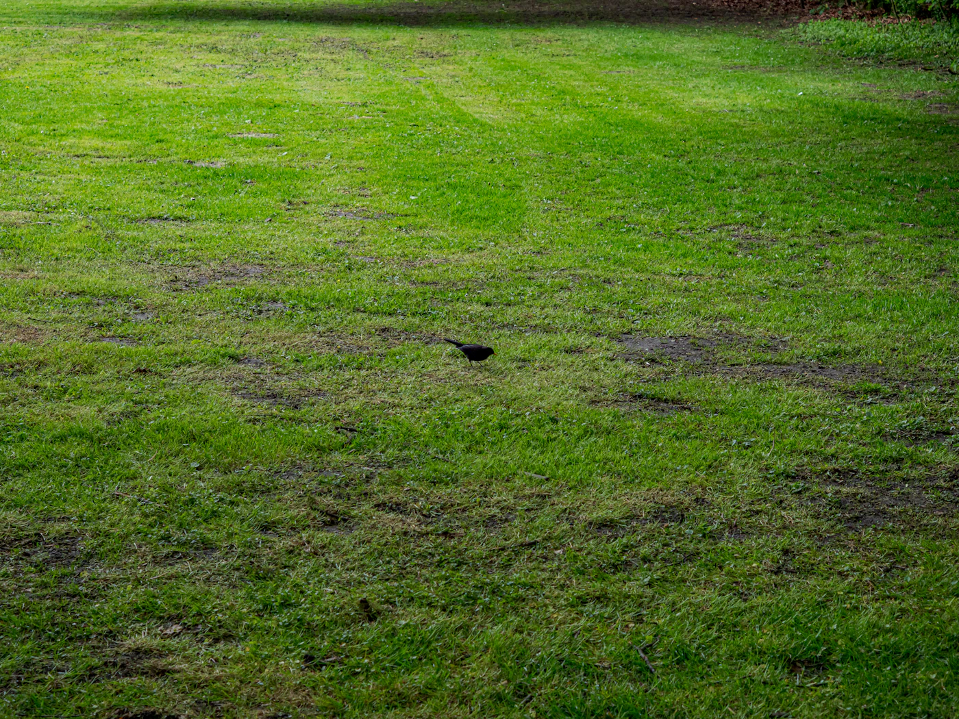 Editorial image for Early Problems To Watch For When Reducing Standing Water Around A Home