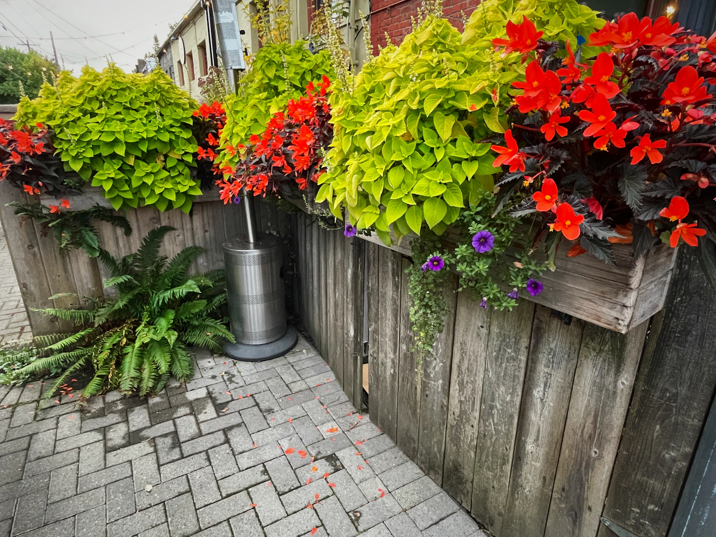 Editorial image for A Beginner-Friendly Approach To Growing Herbs In Containers That Avoids Costly Errors