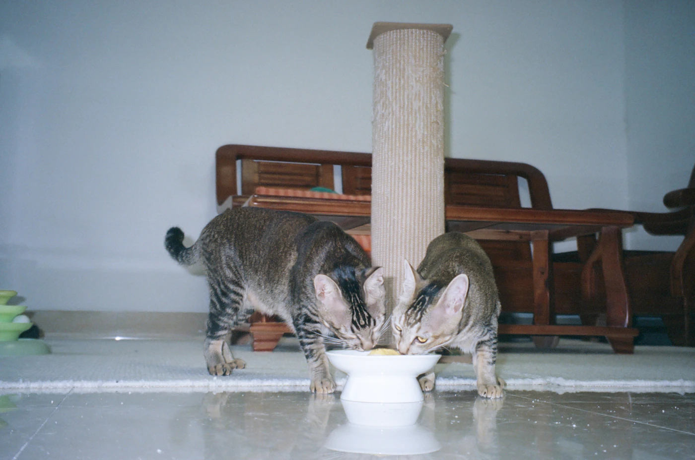 Editorial image for Common Mistakes People Make With Organizing Multi-Pet Feeding Times And What To Do Instead