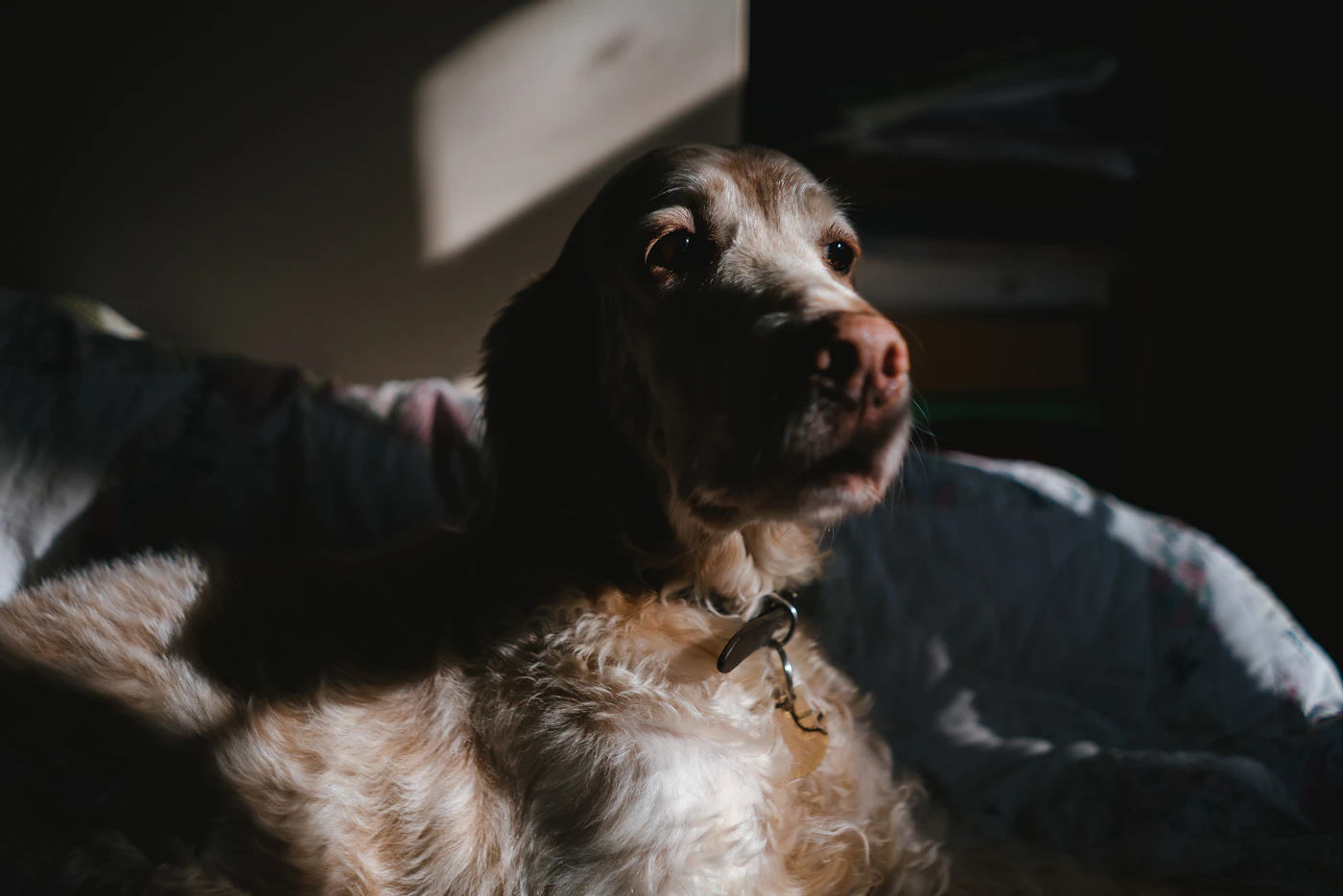 Editorial image for A Practical, No-Nonsense Guide To Helping Pets Cope With Noisy Evenings