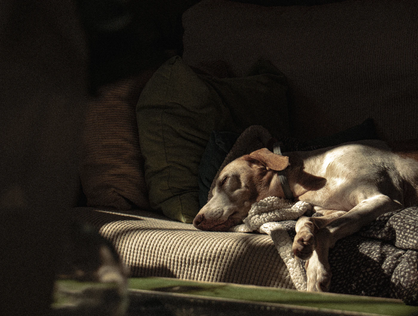 Editorial image for Early Problems To Watch For When Helping Pets Cope With Noisy Evenings
