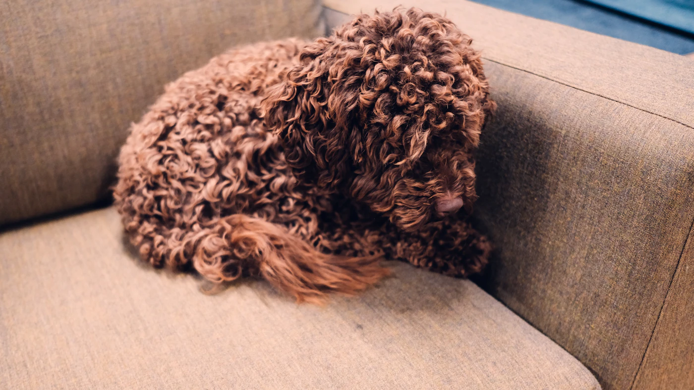 Editorial image for Common Mistakes People Make With Keeping Pet Hair Under Control And What To Do Instead
