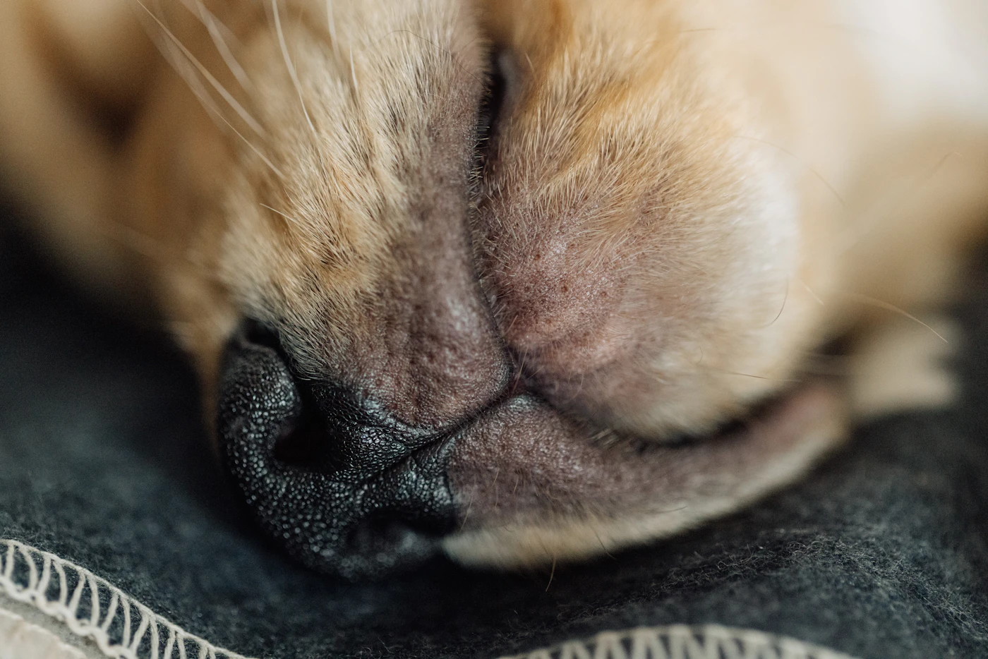 Editorial image for How To Handle Choosing A Comfortable Pet Sleeping Area When Space Is Limited