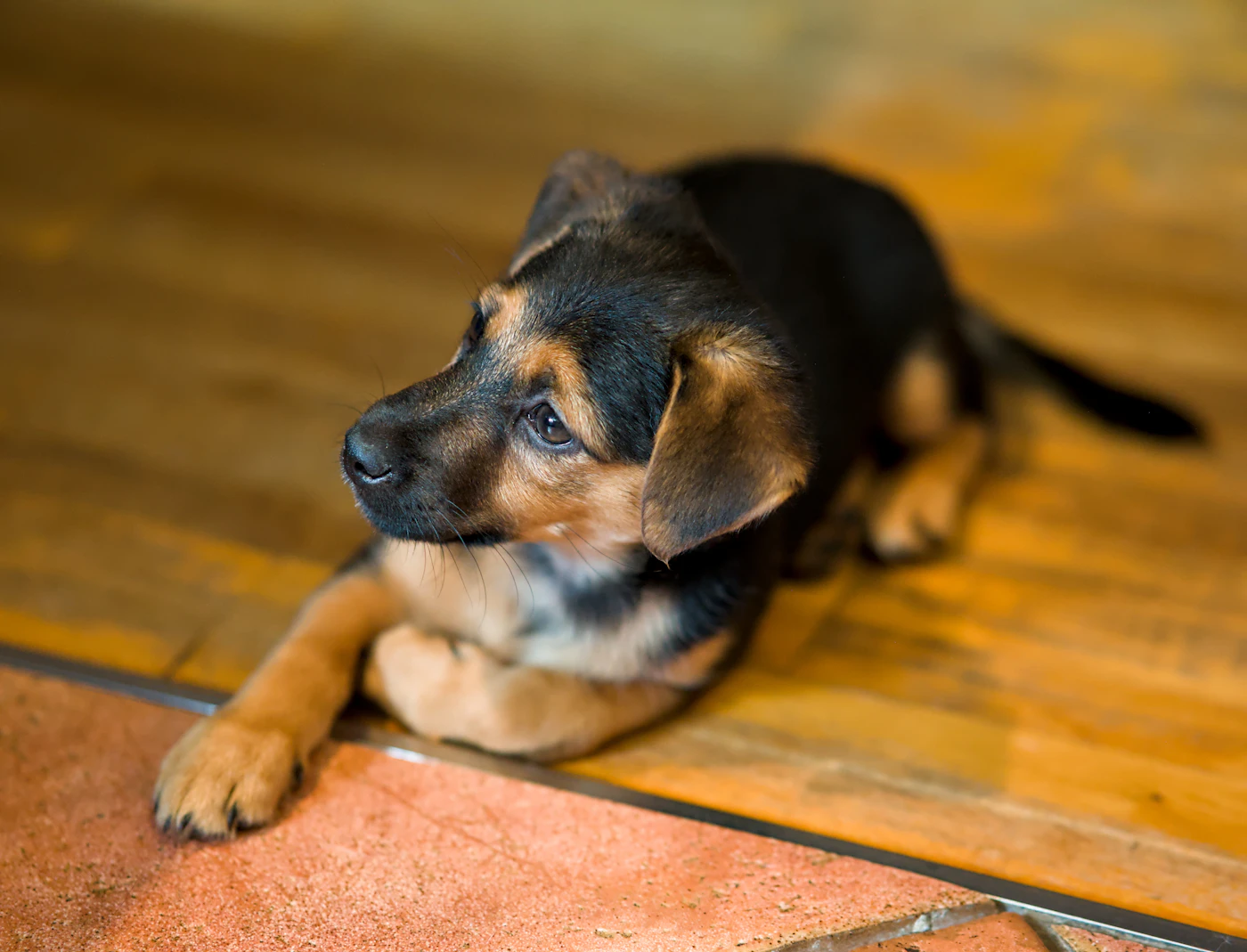 Editorial image for A Realistic Routine For Setting Household Rules For A New Puppy That Is Easy To Maintain