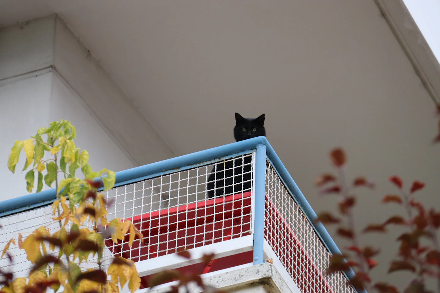 Editorial image for How To Handle Creating A Pet-Safe Balcony When Space Is Limited