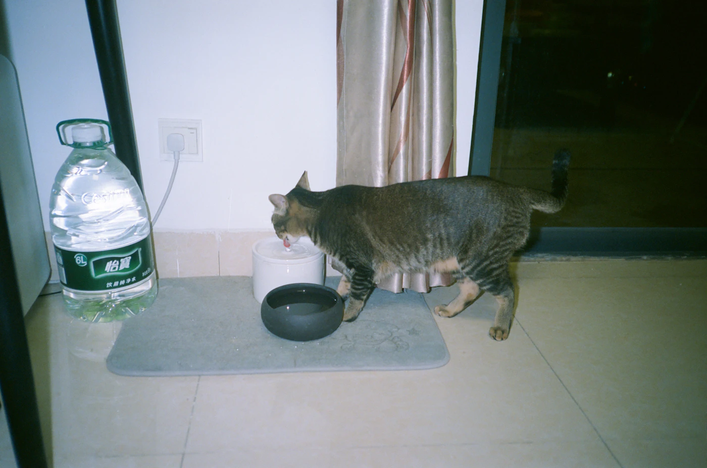 Editorial image for What To Know Before You Start Setting Up A Practical Cat Feeding Area