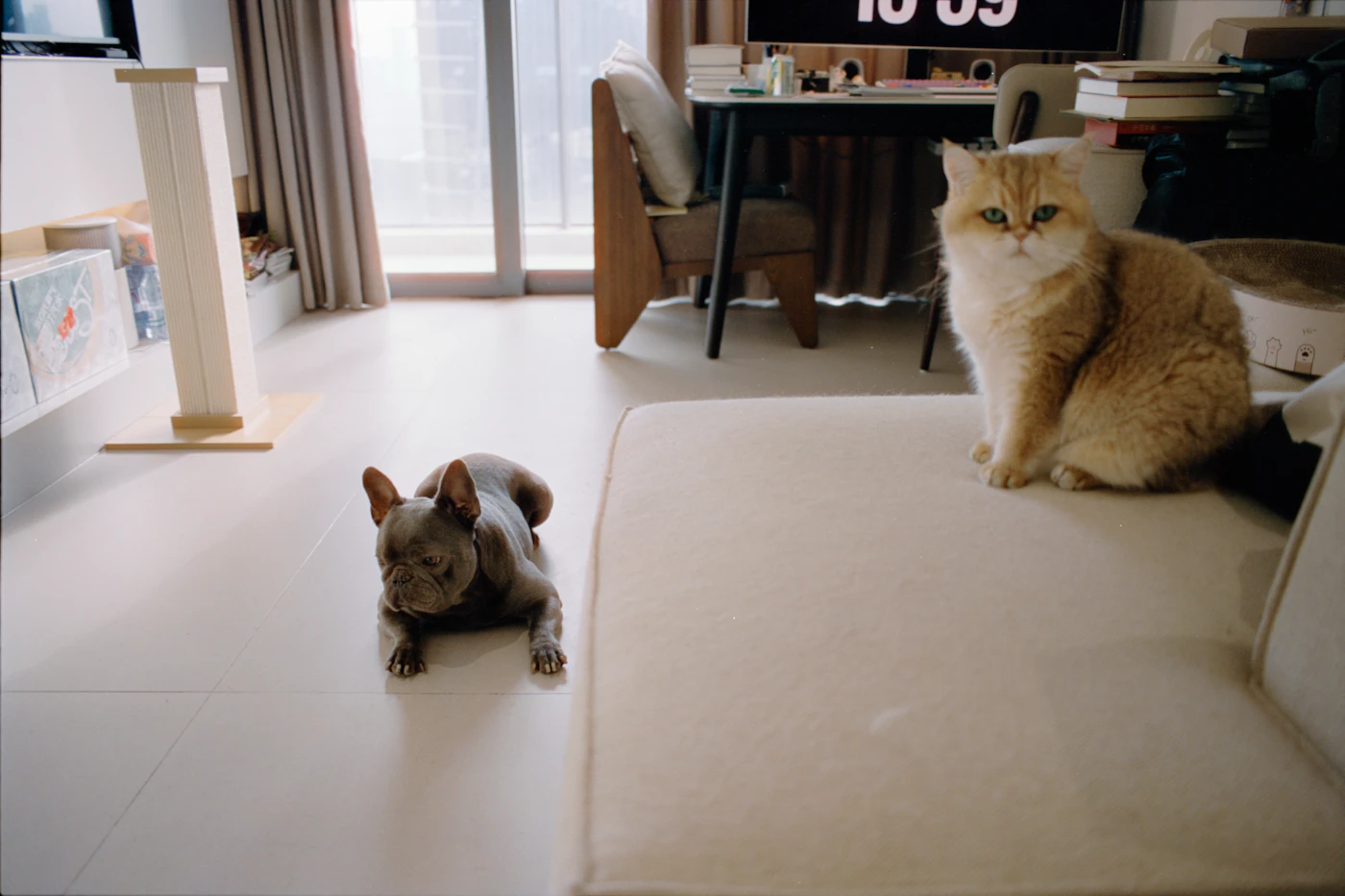 Editorial image for Small Habits That Make A Noticeable Difference In Keeping A Pet-Friendly Home Tidy