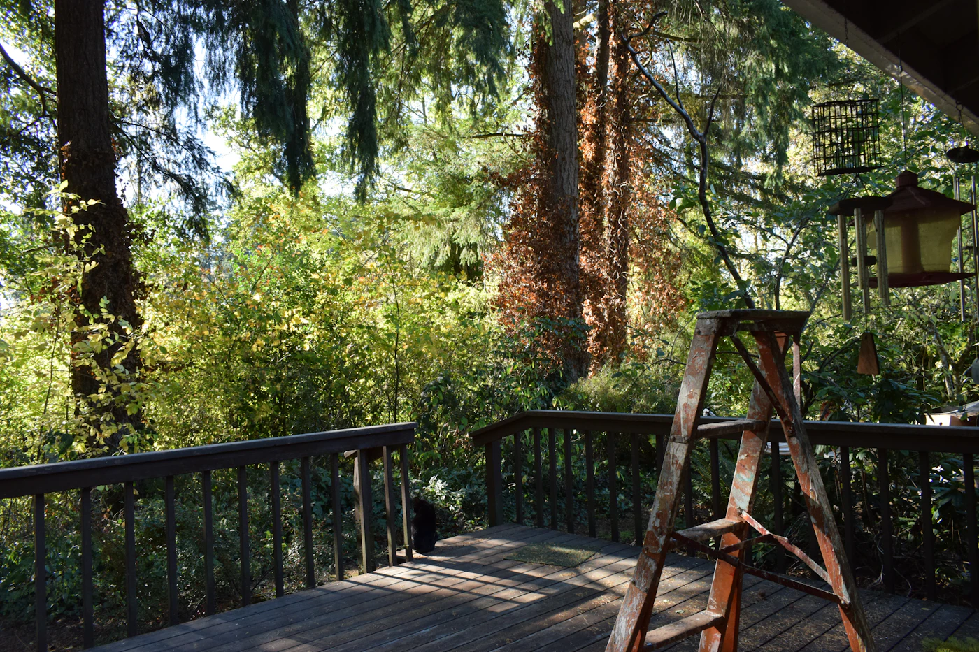 Editorial image for A Realistic Routine For Maintaining A Wooden Deck That Is Easy To Maintain