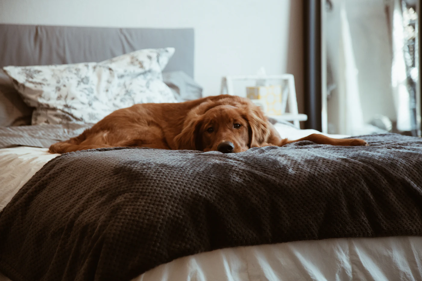 Editorial image for How To Get Better Results From Reducing Pet Odors In Shared Spaces Without Spending More