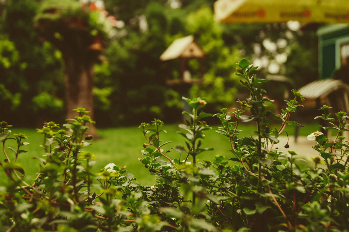 Editorial image for What To Know Before You Start Planning A Low-Maintenance Garden