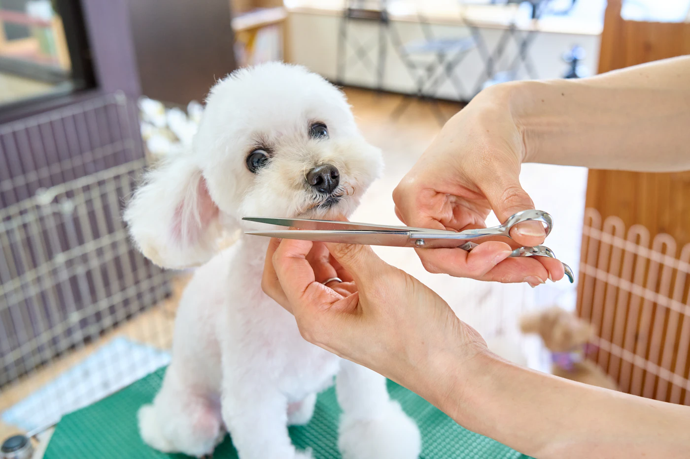 Editorial image for What To Know Before You Start Making Nail-Trimming Preparation Less Stressful