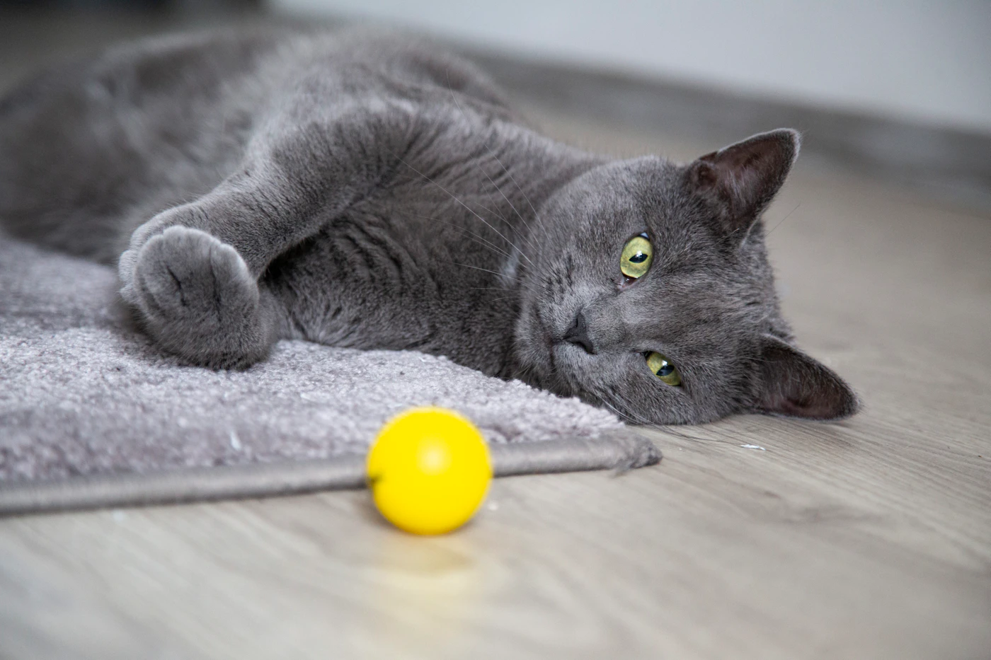 Editorial image for How To Get Better Results From Helping An Indoor Cat Stay Active Without Spending More