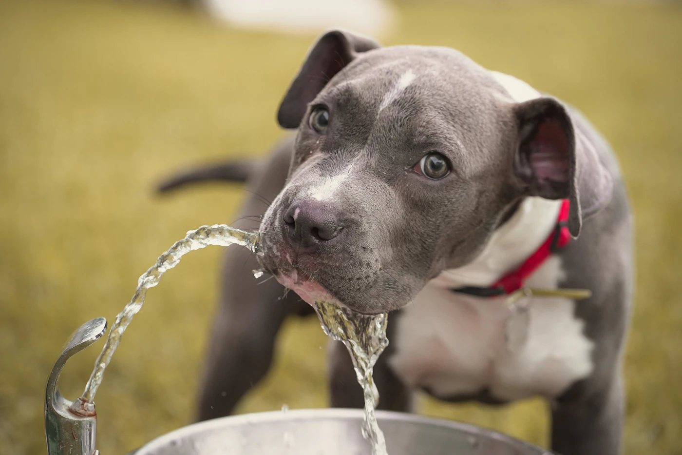 Editorial image for Common Mistakes People Make With Keeping Water Bowls Clean And Convenient And What To Do Instead