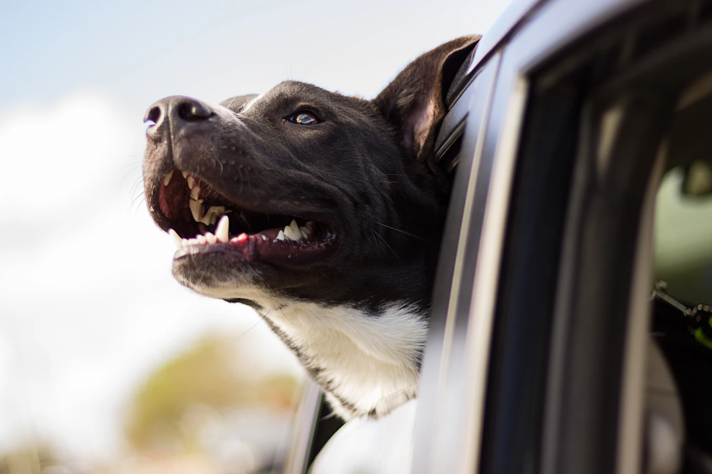 Editorial image for Common Mistakes People Make With Making Car Rides Calmer For A Dog And What To Do Instead