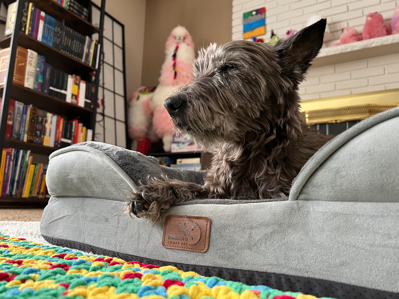 Editorial image for What To Know Before You Start Choosing A Comfortable Pet Sleeping Area