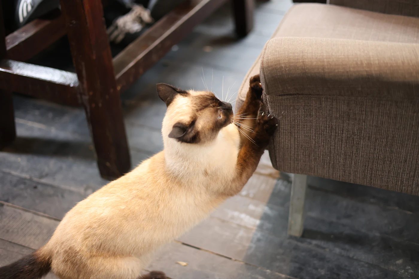Editorial image for A Realistic Routine For Helping An Indoor Cat Stay Active That Is Easy To Maintain