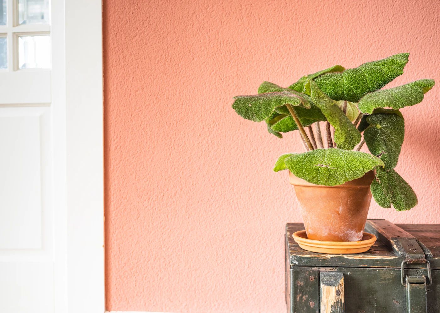 Editorial image for A Realistic Routine For Keeping Houseplants Healthy That Is Easy To Maintain