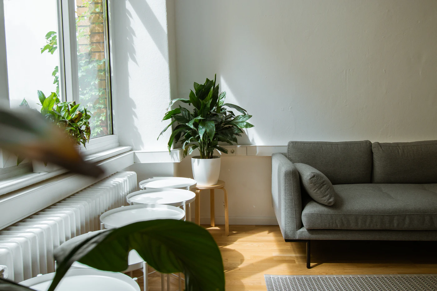 Editorial image for Early Problems To Watch For When Keeping Houseplants Healthy