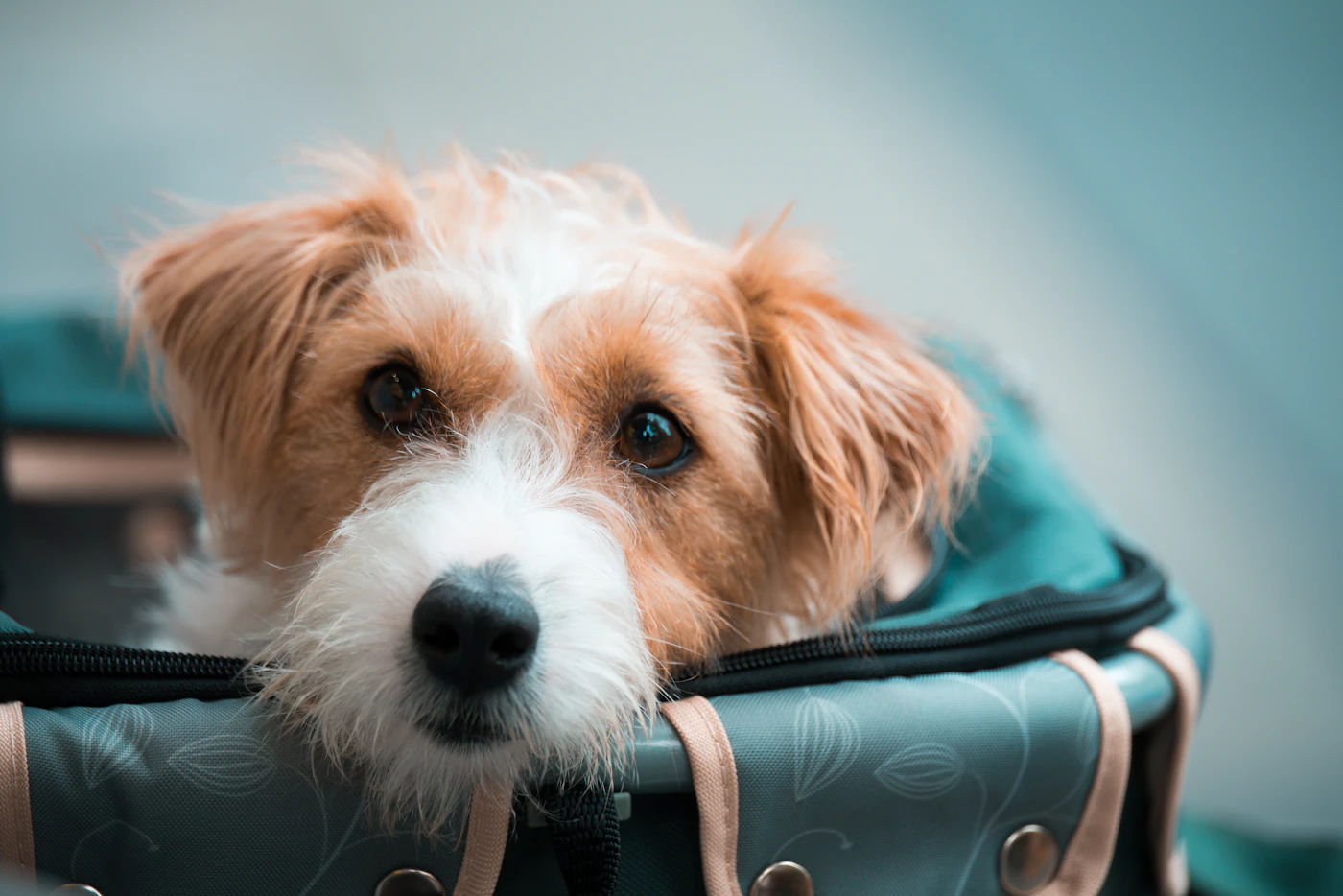 Editorial image for What To Know Before You Start Traveling With Everyday Pet Supplies