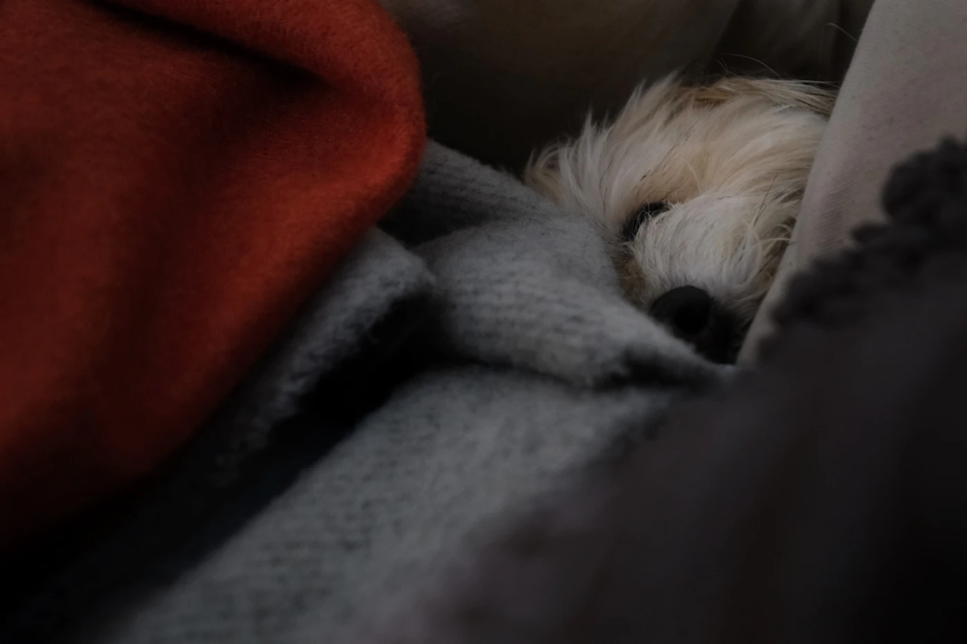 Editorial image for Small Habits That Make A Noticeable Difference In Building A Calmer Bedtime Routine For Pets