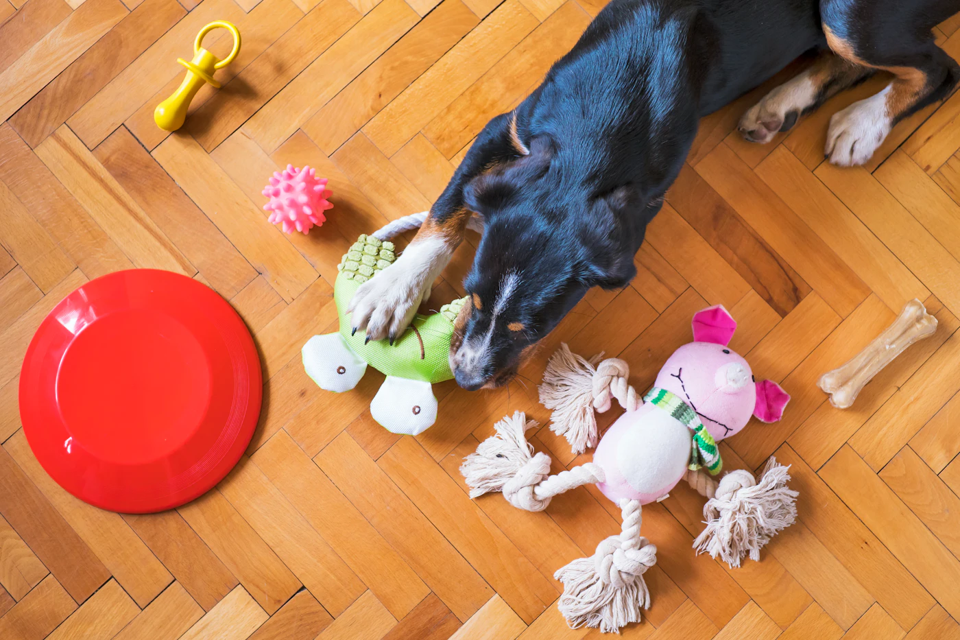 Editorial image for How To Get Better Results From Keeping A Dog Entertained Indoors Without Spending More