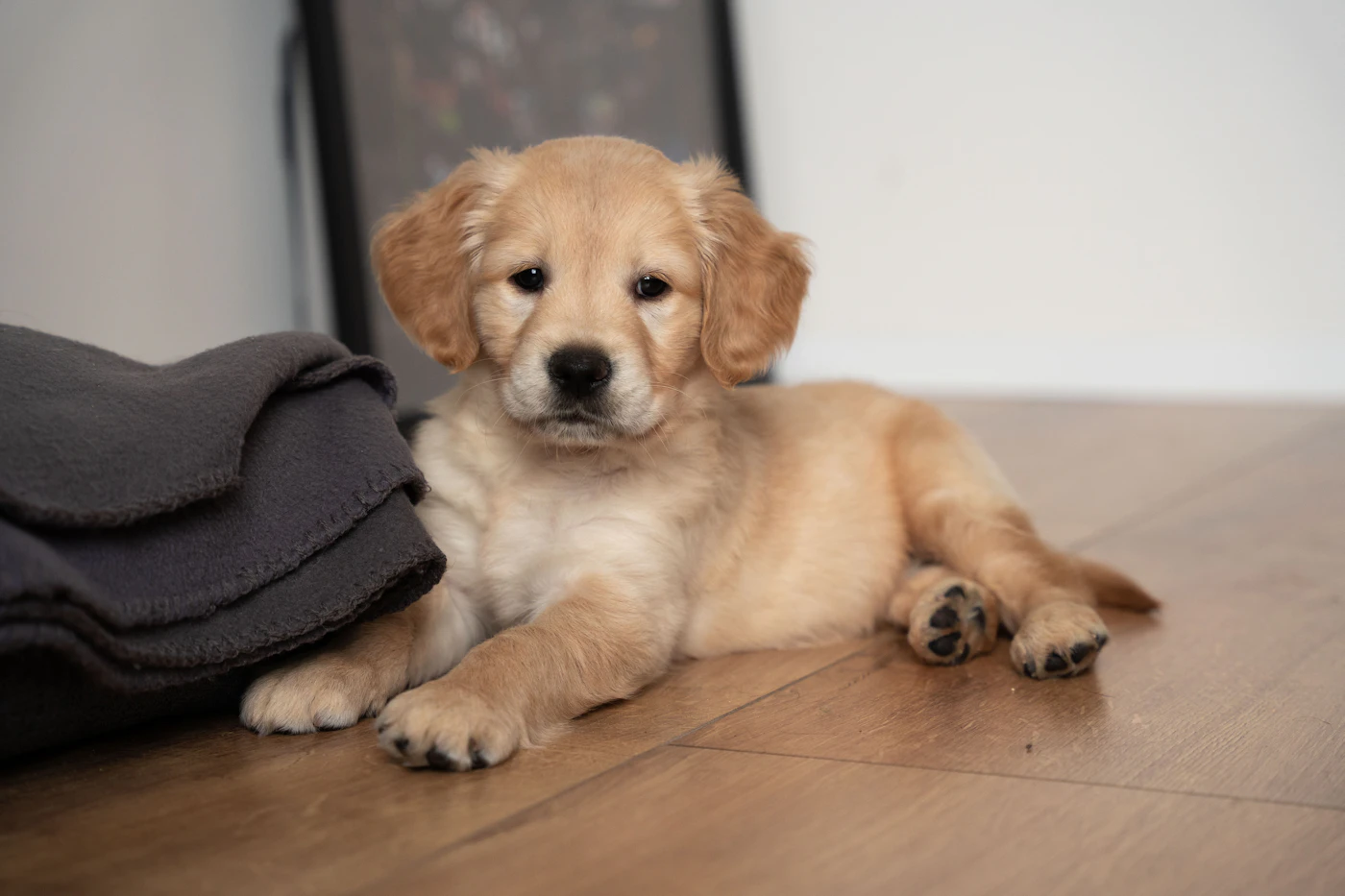 Editorial image for What To Know Before You Start Setting Household Rules For A New Puppy