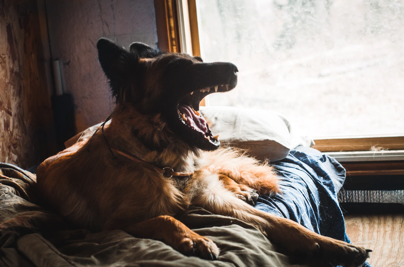 Editorial image for A Realistic Routine For Helping Pets Cope With Noisy Evenings That Is Easy To Maintain