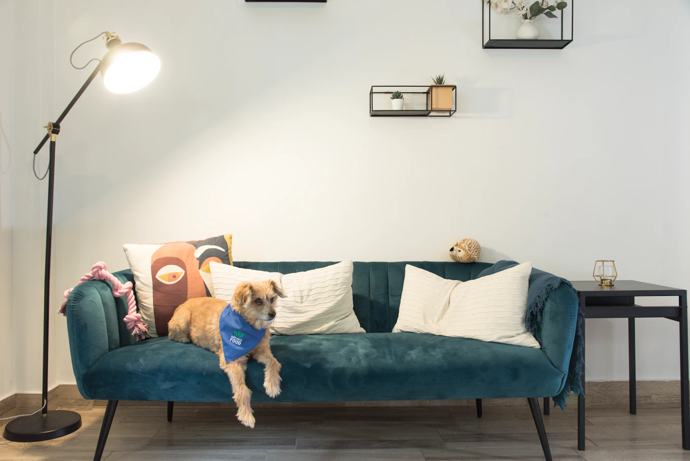 Editorial image for How To Get Better Results From Keeping Pet Hair Under Control Without Spending More