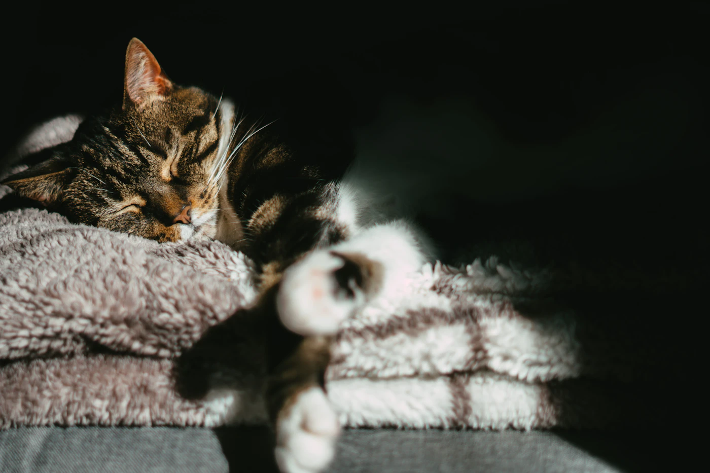 Editorial image for Common Mistakes People Make With Building A Calmer Bedtime Routine For Pets And What To Do Instead