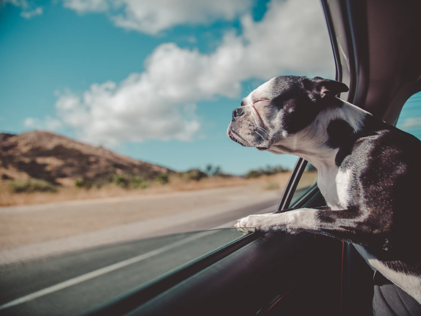 Editorial image for Small Habits That Make A Noticeable Difference In Making Car Rides Calmer For A Dog