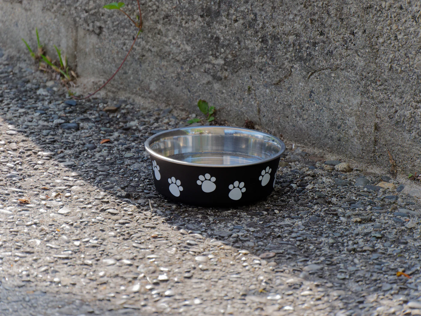 Editorial image for A Realistic Routine For Keeping Water Bowls Clean And Convenient That Is Easy To Maintain