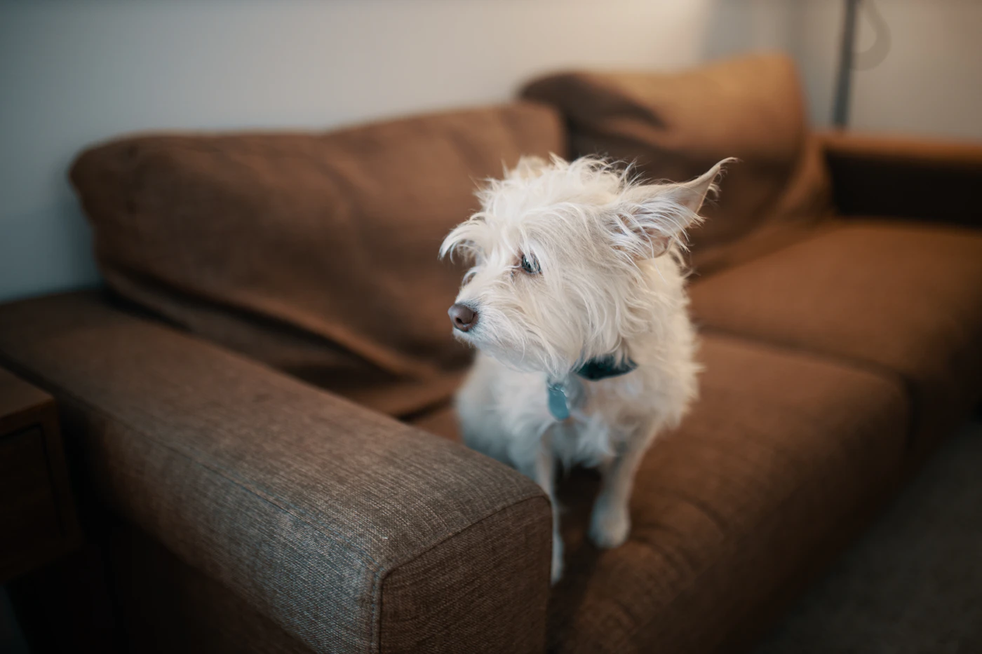 Editorial image for How To Get Better Results From Managing Pet Hair On Furniture Without Spending More