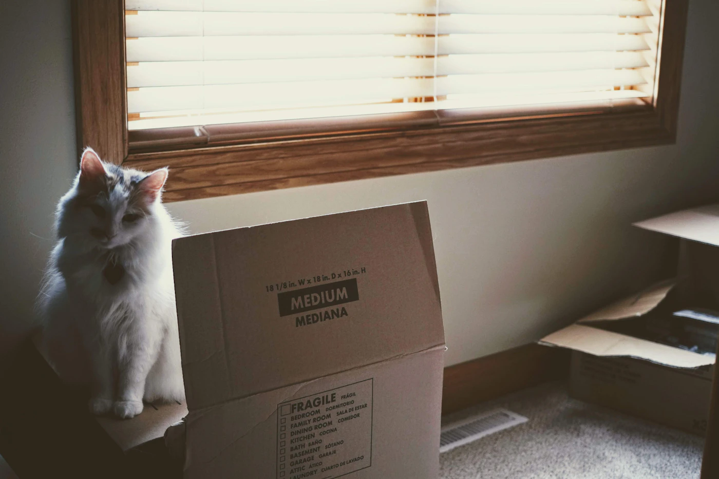 Editorial image for The Everyday Checklist That Takes The Guesswork Out Of Preparing A Pet For A Household Move