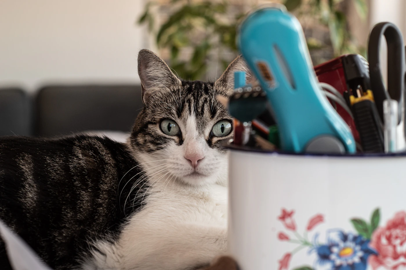 Editorial image for A Realistic Routine For Keeping Pet Supplies Organized That Is Easy To Maintain