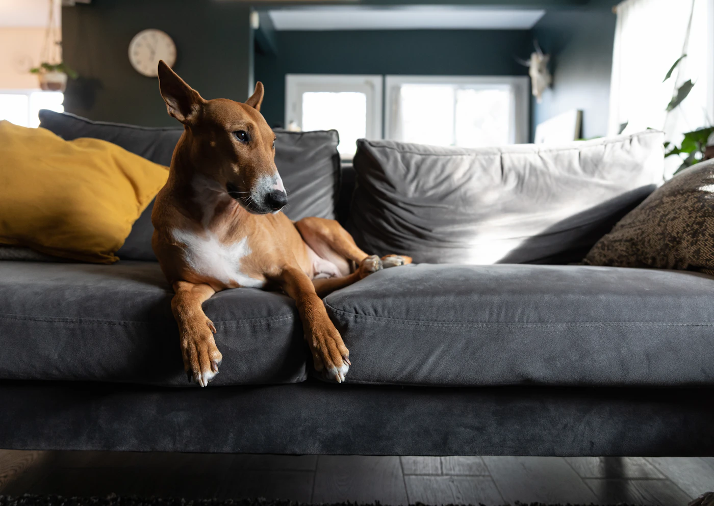 Editorial image for A Realistic Routine For Managing Pet Hair On Furniture That Is Easy To Maintain