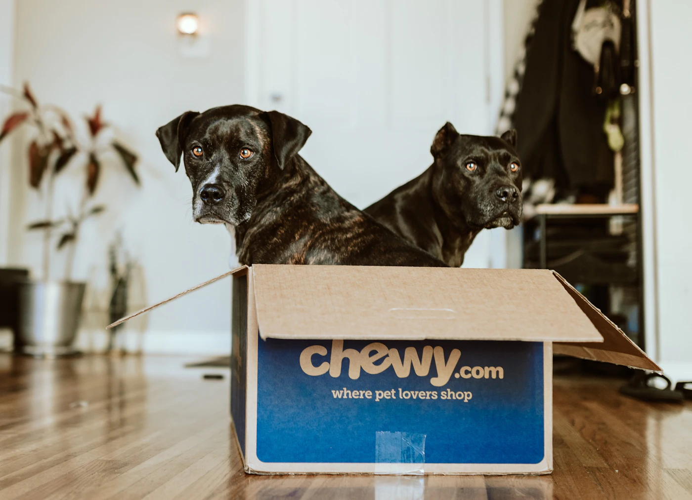 Editorial image for Common Mistakes People Make With Preparing A Pet For A Household Move And What To Do Instead