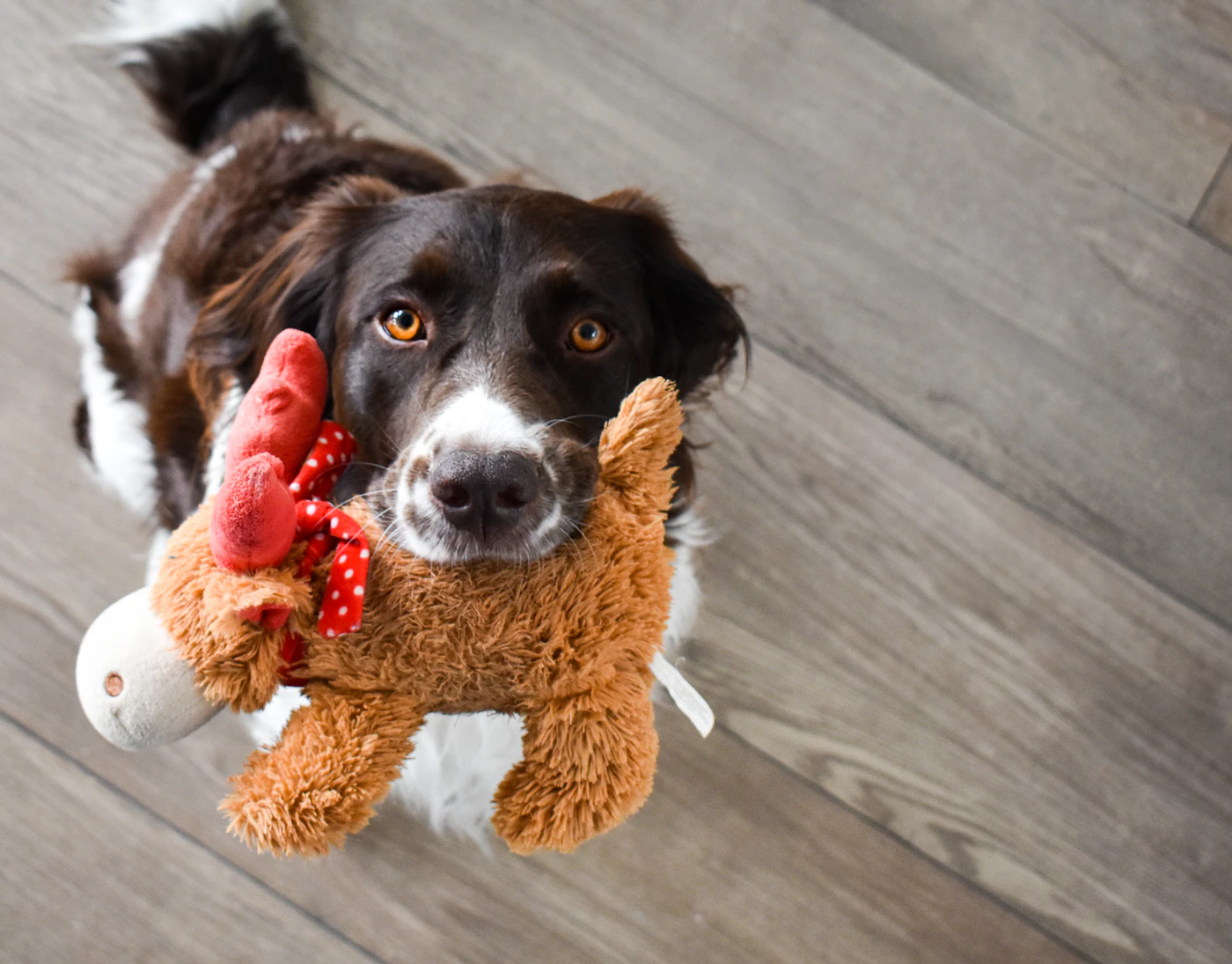 Editorial image for A Realistic Routine For Keeping A Dog Entertained Indoors That Is Easy To Maintain