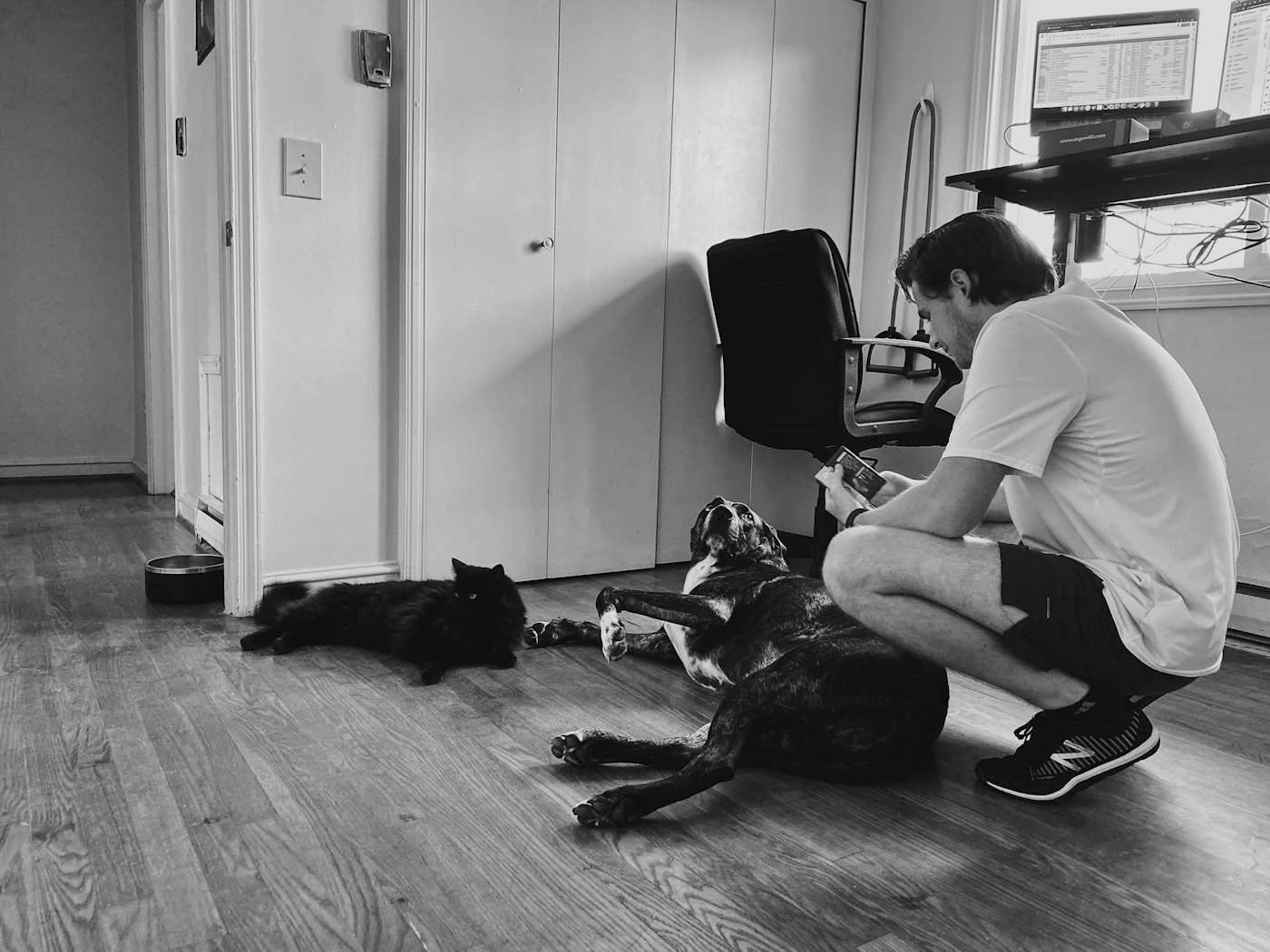 Editorial image for A Realistic Routine For Organizing Multi-Pet Feeding Times That Is Easy To Maintain