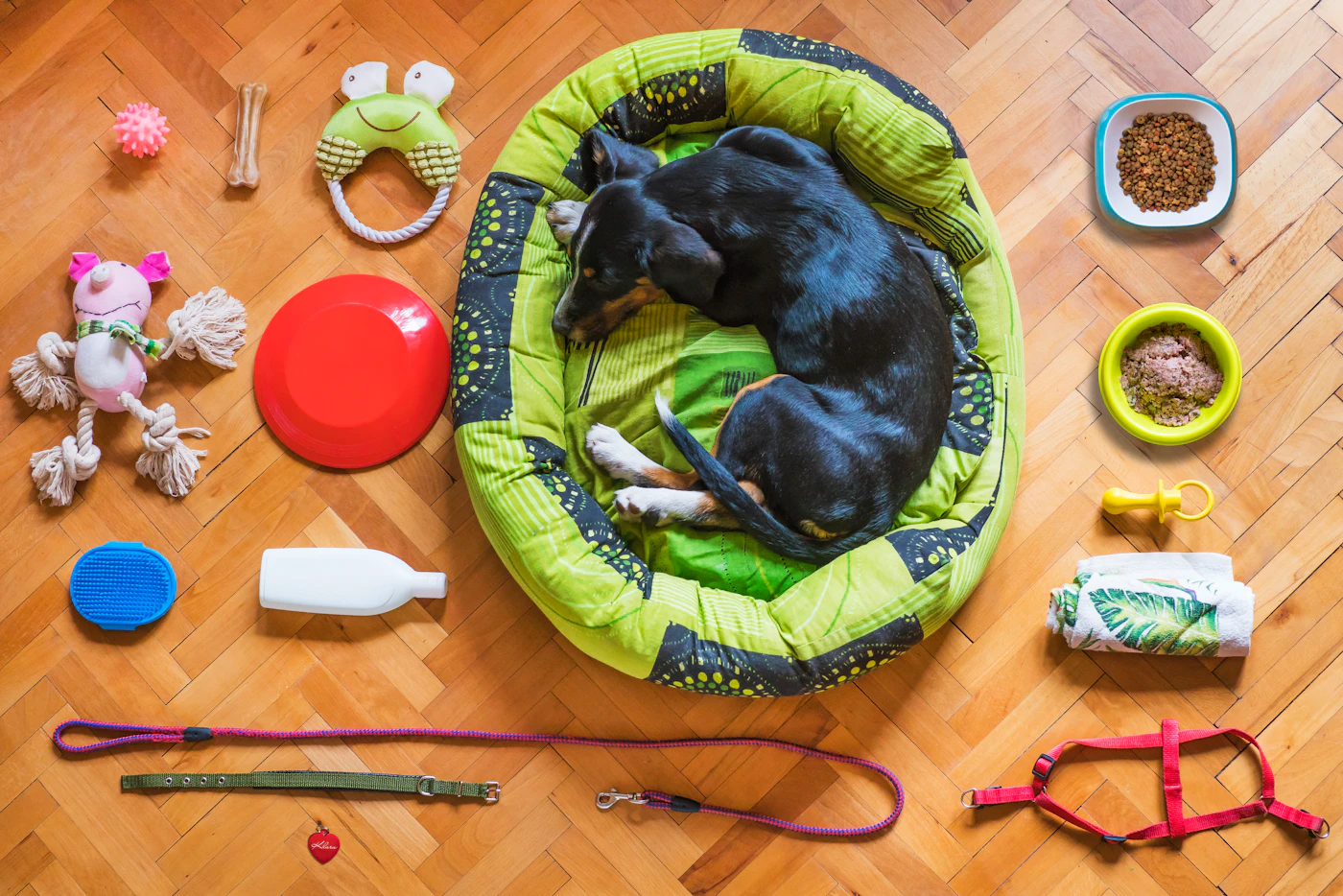 Editorial image for The Everyday Checklist That Takes The Guesswork Out Of Traveling With Everyday Pet Supplies