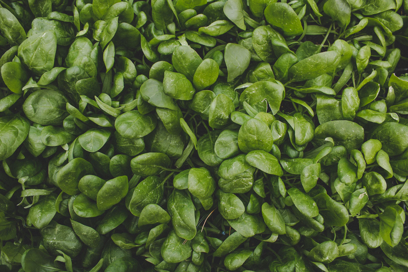 Editorial image for The Everyday Checklist That Takes The Guesswork Out Of Keeping Leafy Greens Fresh