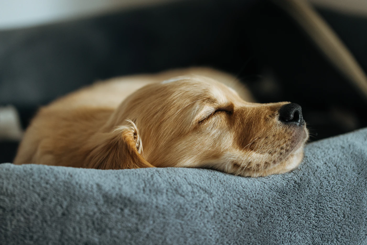Editorial image for The Overlooked Details That Make Choosing A Comfortable Pet Sleeping Area Work Better