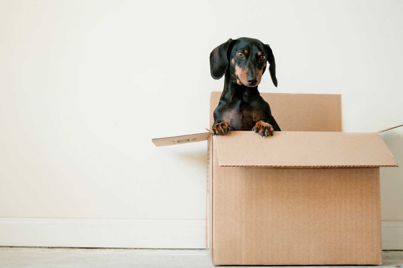 Editorial image for What To Know Before You Start Preparing A Pet For A Household Move