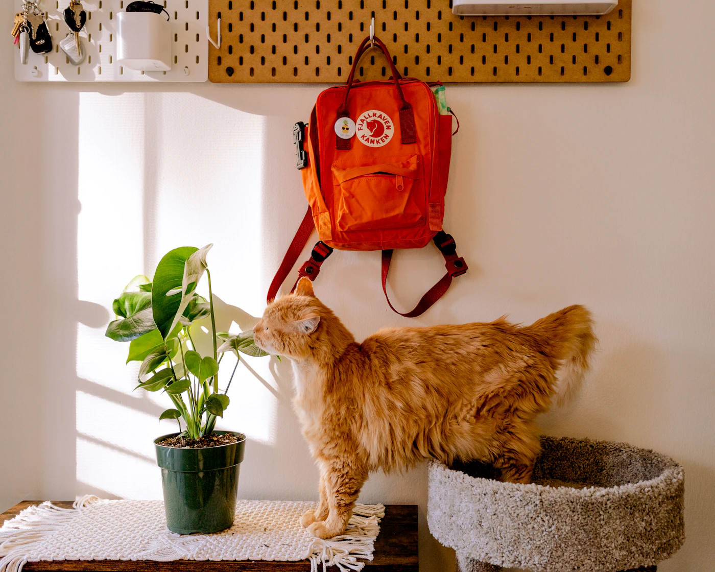 Editorial image for How To Handle Keeping Pet Supplies Organized When Space Is Limited